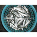 Frozen Seafood Sardine Fish for Market (Sardinella aurita)